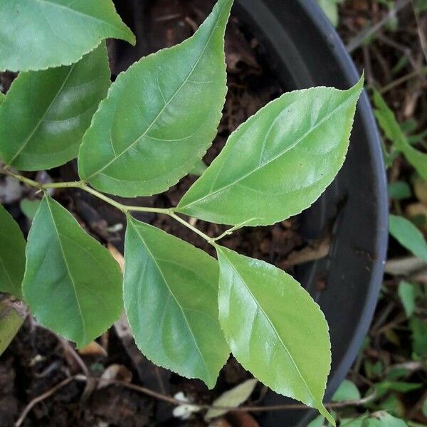 Casearia decandra Leaf