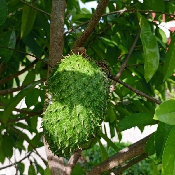 Annona muricata 果實