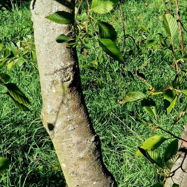 Alnus incana Rinde