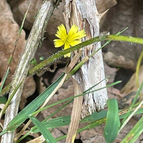 Lapsana communis Õis