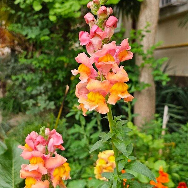 Antirrhinum australe Kvet