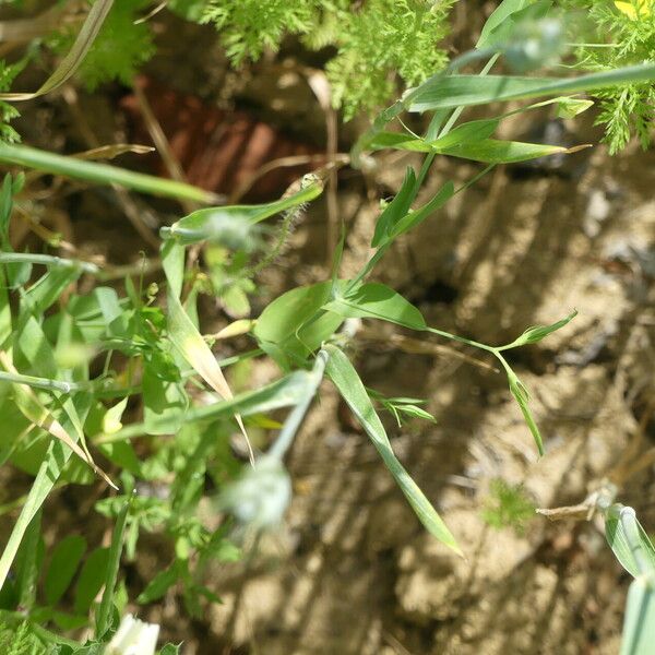 Lathyrus aphaca Plante entière