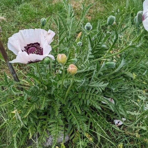 Papaver orientale Celota