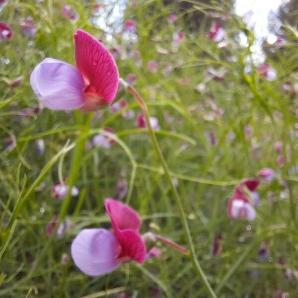 Lathyrus clymenum Λουλούδι