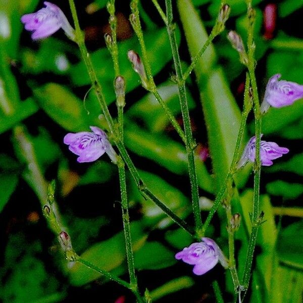 Dianthera pectoralis Flower