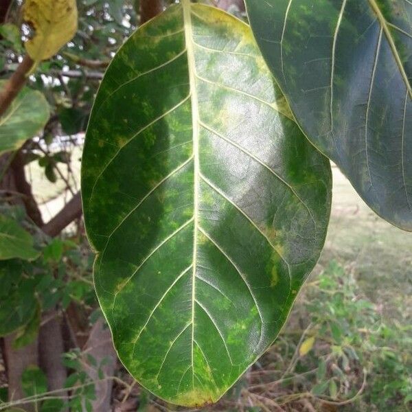 Ficus lutea Leaf