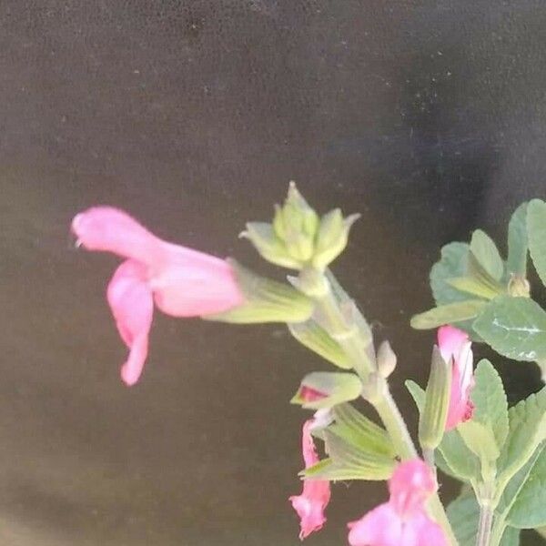 Salvia × jamensis Λουλούδι