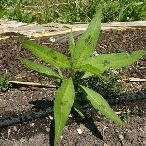 Polygonum lapathifolium ᱥᱟᱠᱟᱢ