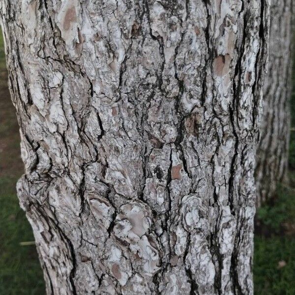 Pinus halepensis 树皮