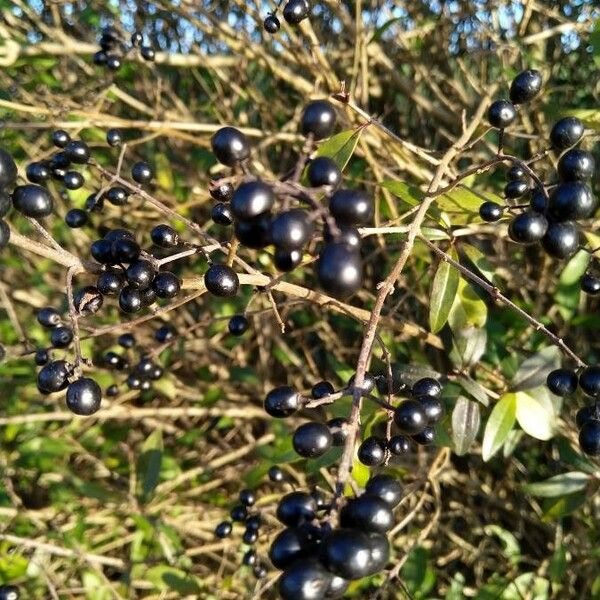 Ligustrum vulgare Gyümölcs