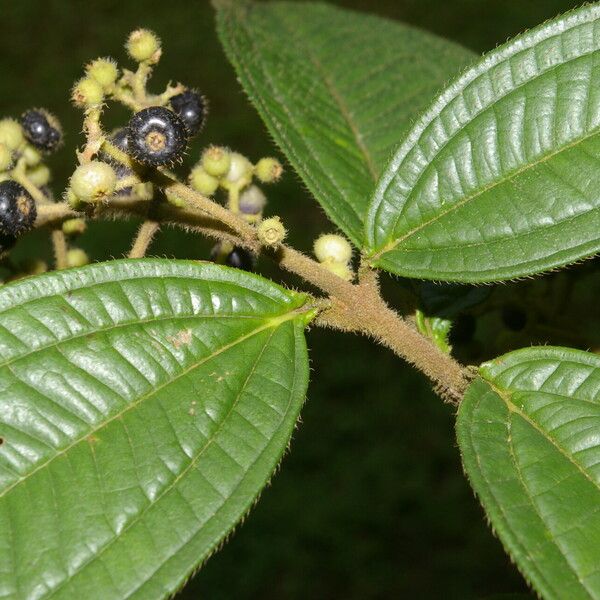 Miconia ibaguensis List