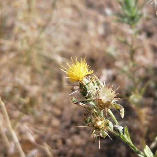 Centaurea melitensis Blüte