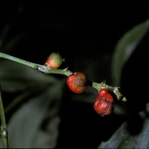 Chloranthus elatior Fruct