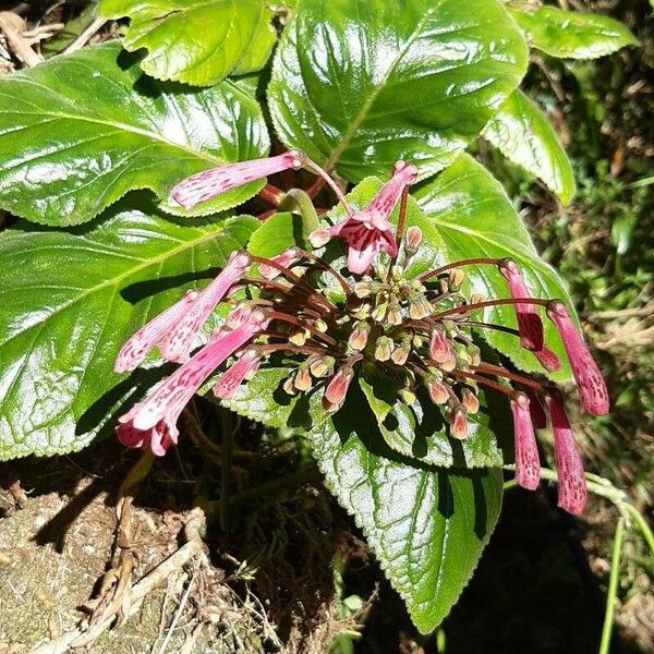 Sinningia douglasii Flor