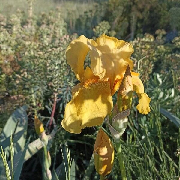 Iris barbatula Flor