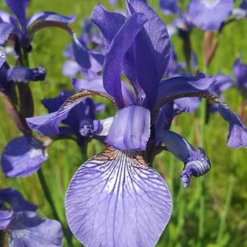 Iris sibirica Flor