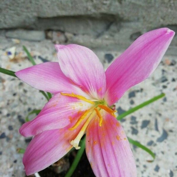 Zephyranthes carinata 花