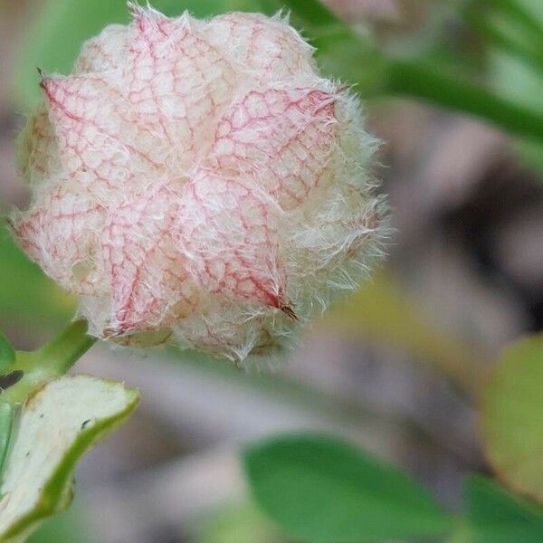 Trifolium tomentosum Vrucht