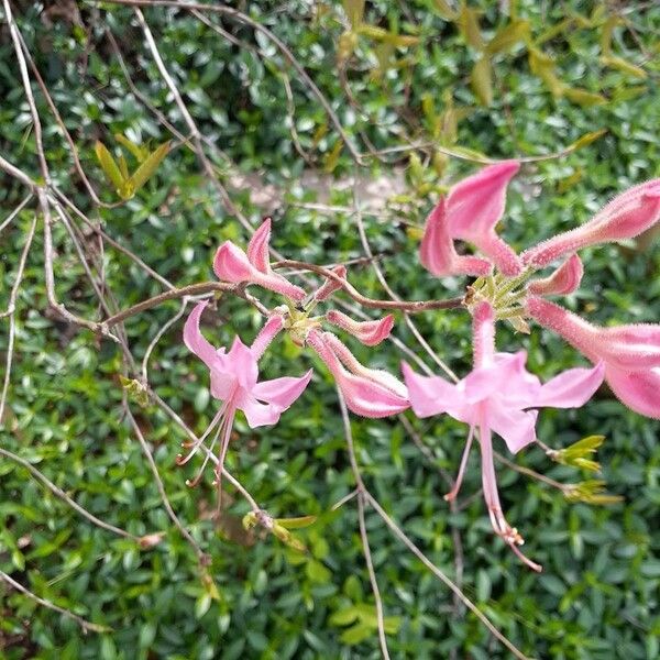 Rhododendron periclymenoides Bloem