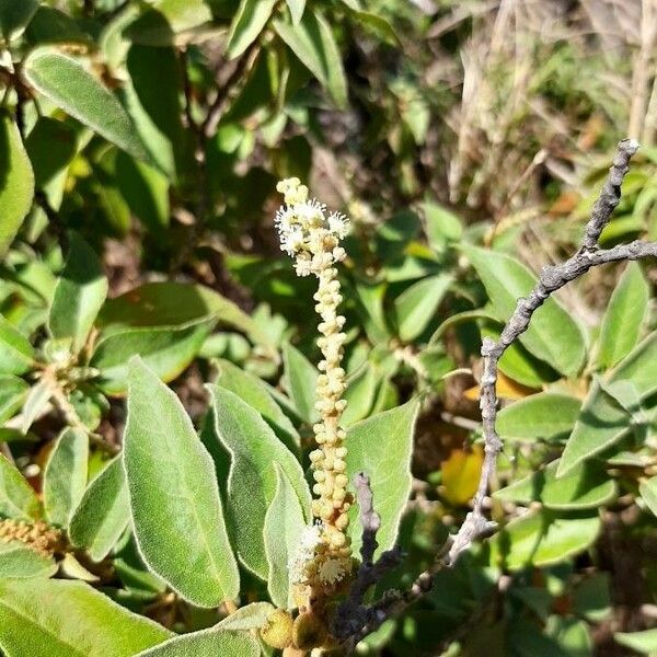 Croton flavens Flower