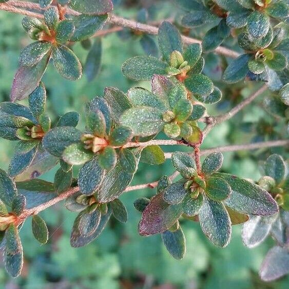 Rhododendron hirsutum برگ