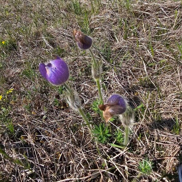 Pulsatilla patens Flower