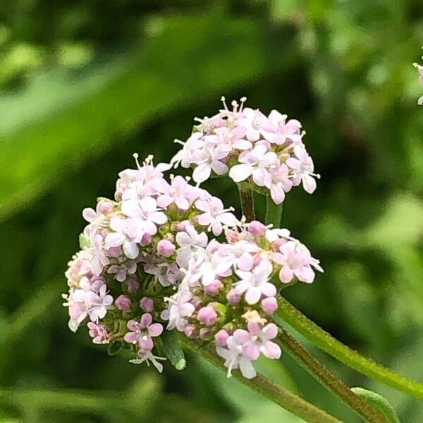 Valerianella coronata Flower