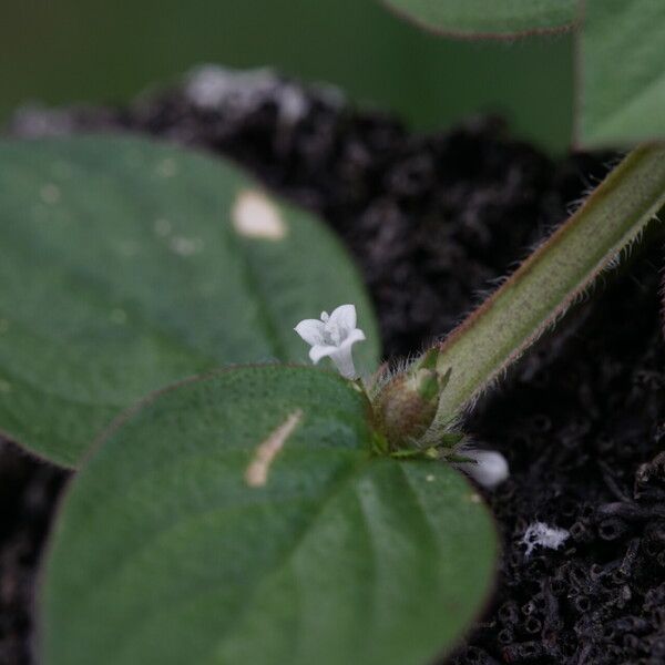 Spermacoce latifolia മറ്റ്