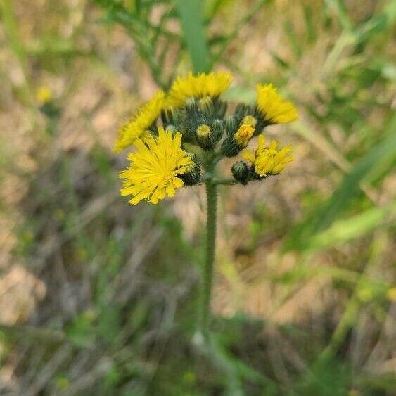 Pilosella caespitosa Žiedas