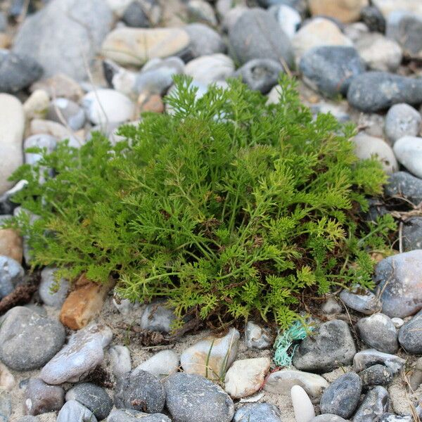 Achillea atrata 葉