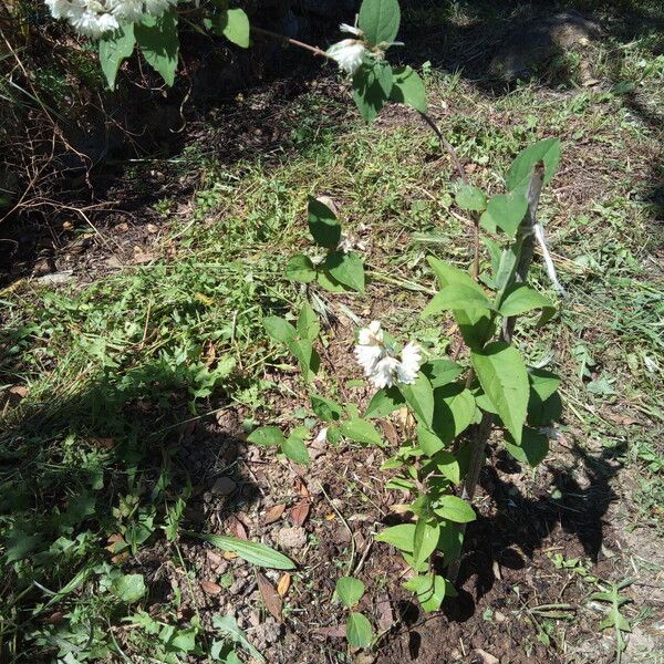 Deutzia crenata Habitus