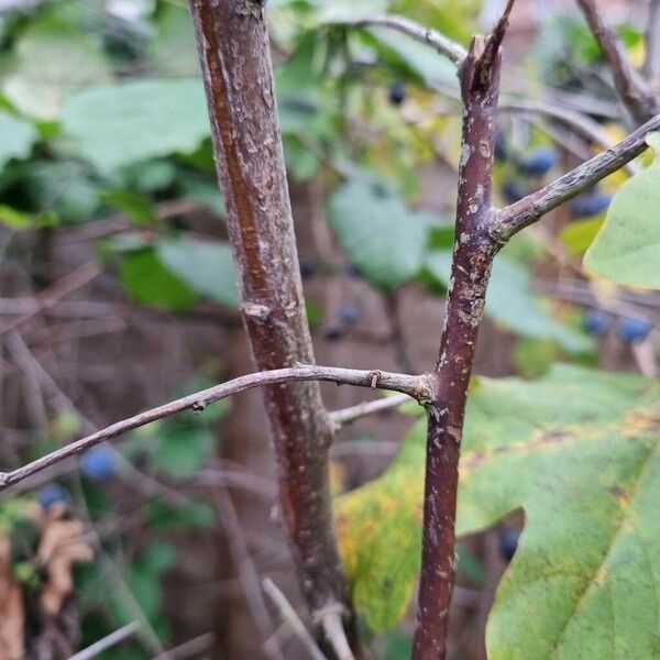 Prunus × fruticans Corteza