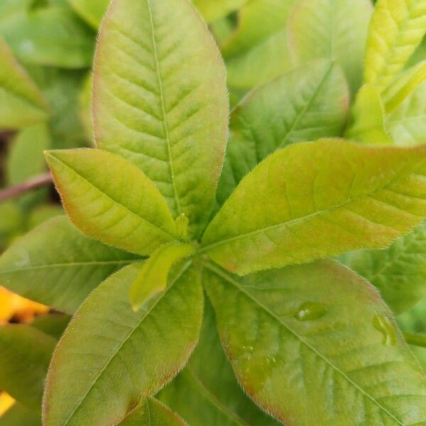 Rhododendron calendulaceum ഇല