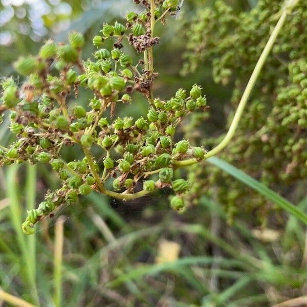 Filipendula ulmaria Frucht