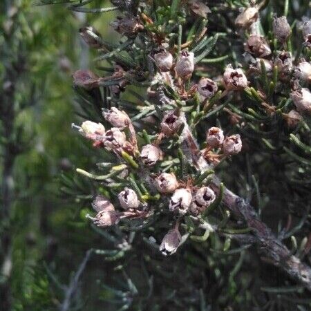 Erica arborea अन्य