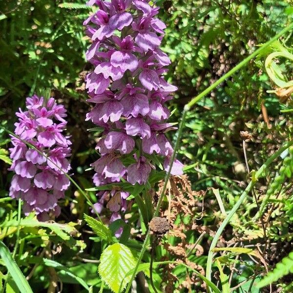 Dactylorhiza foliosa 花