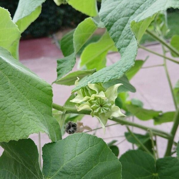 Abutilon grandifolium Frucht