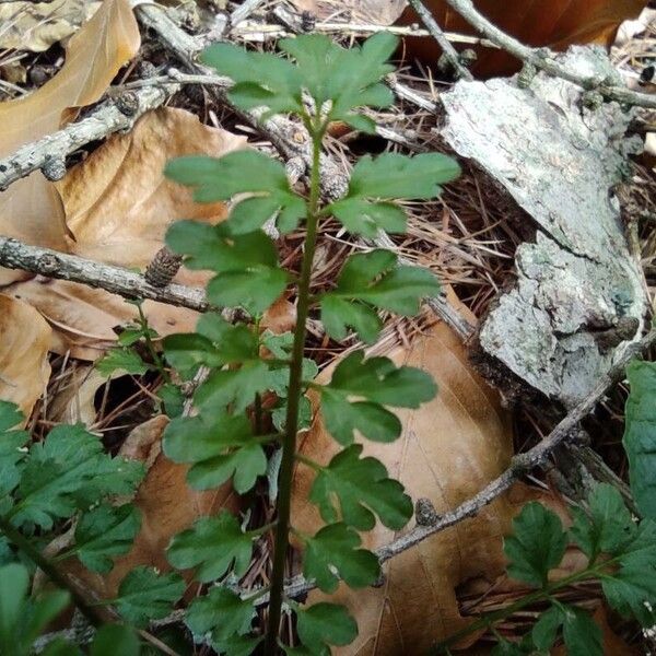 Cardamine impatiens Levél