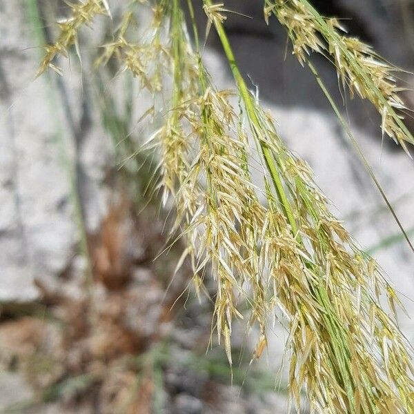 Achnatherum calamagrostis Blüte