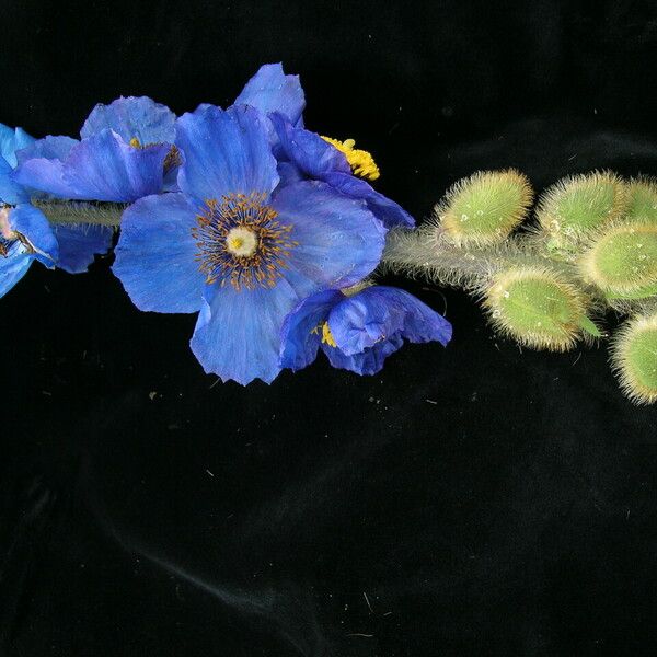 Meconopsis simikotensis عادت داشتن