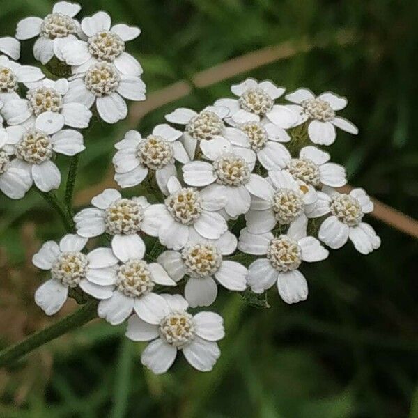 Achillea nobilis Květ