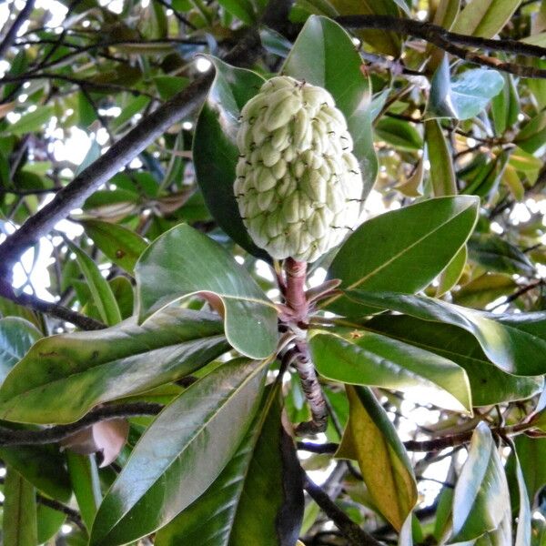 Magnolia grandiflora പുഷ്പം