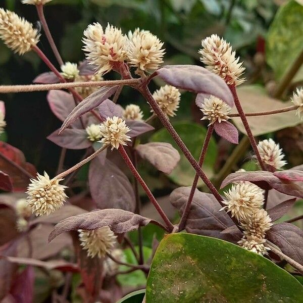 Alternanthera brasiliana Çiçek