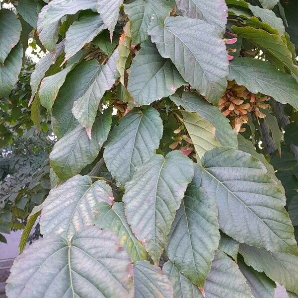 Acer davidii برگ