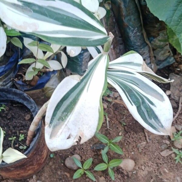 Costus arabicus Ліст