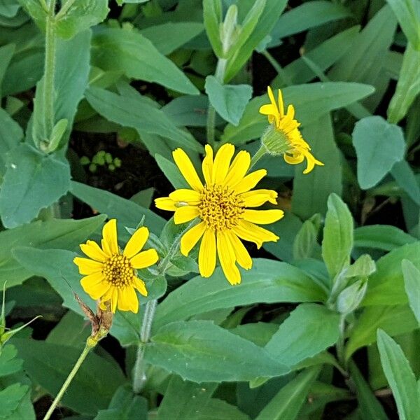 Arnica mollis फूल