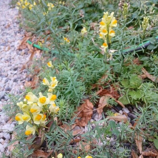 Linaria vulgaris പുഷ്പം