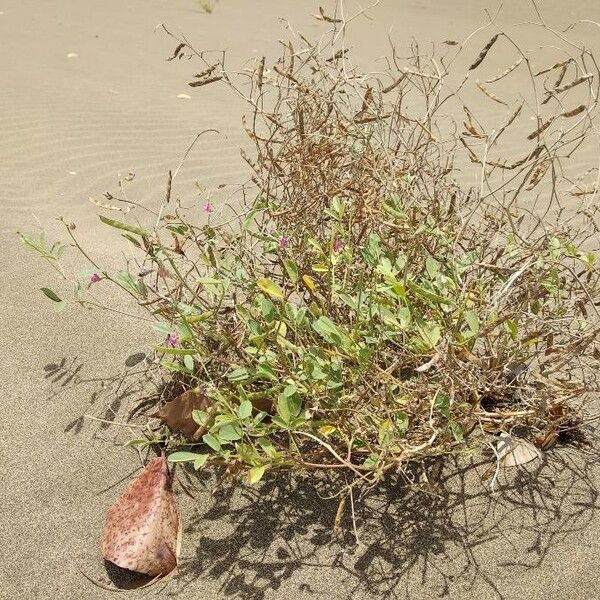 Desmodium tortuosum Habitus