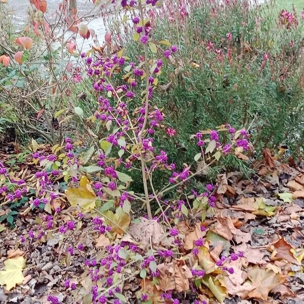 Callicarpa bodinieri عادت داشتن