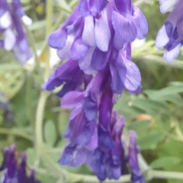 Vicia dasycarpa 花